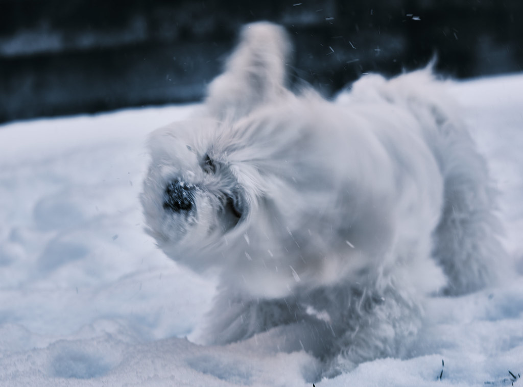Yoshi Maltese Dog Shaking Off Snow
