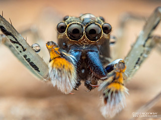 Jumping spider (Spartaeus sp.) - PC212974