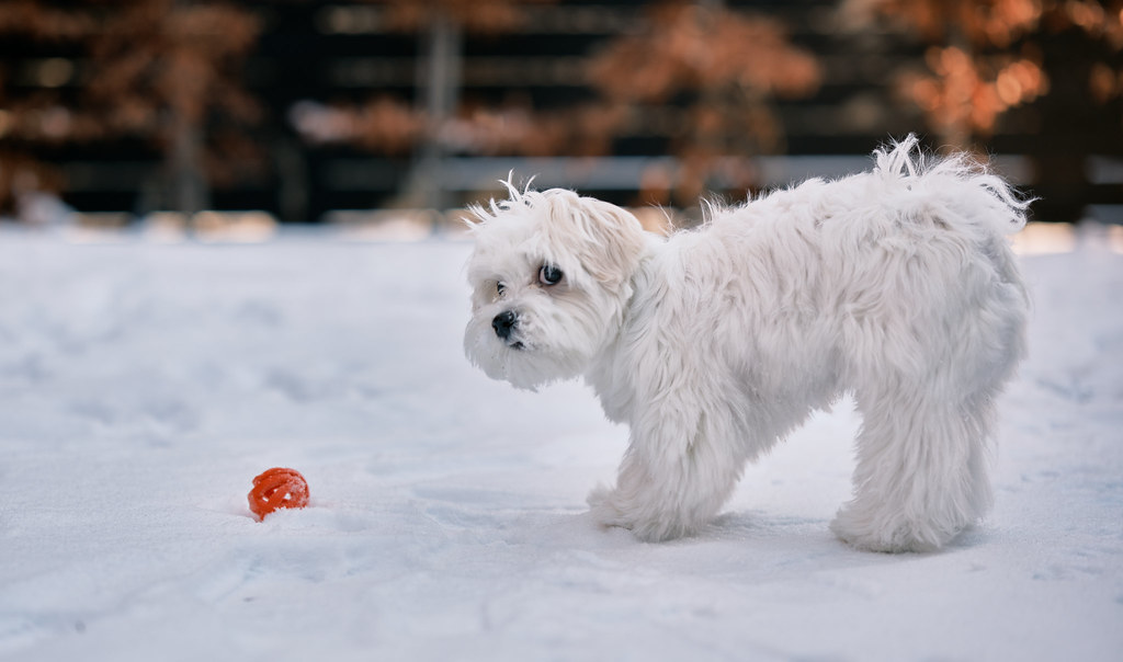 Yoshi Maltese Dog in the Snow