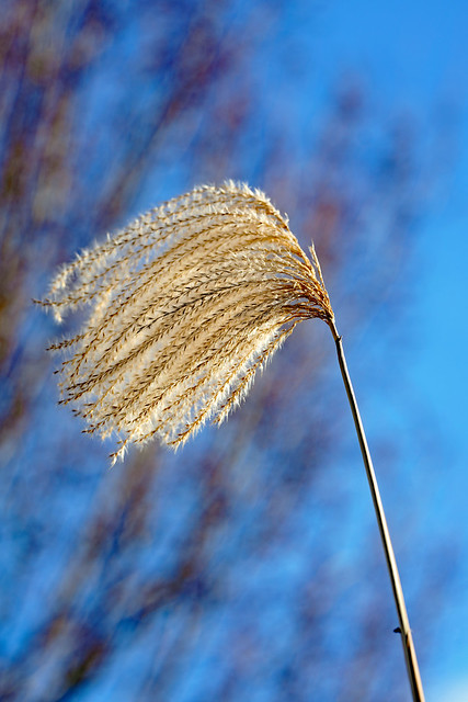 Schilfgras im Winter - Reed in winter
