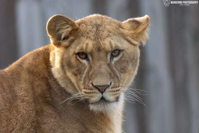 African Lioness - Zoo Amneville