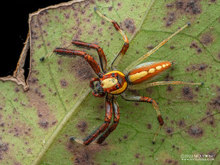 Jumping spider (Telamonia sp.) - PC212745