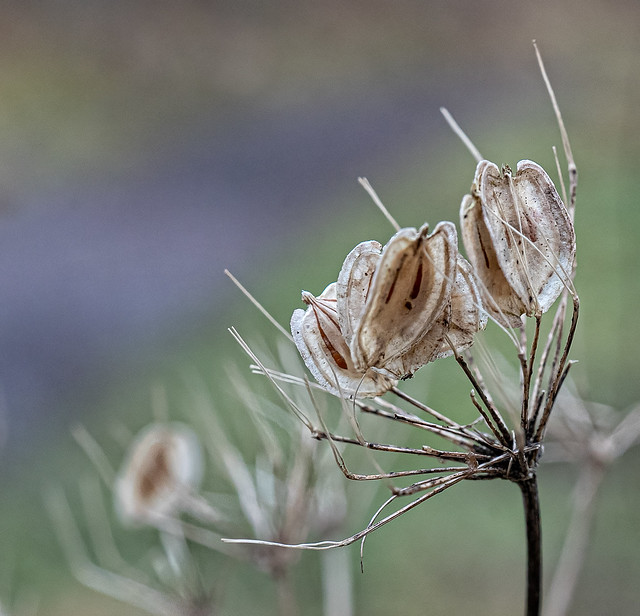 Cow Parsley seeds