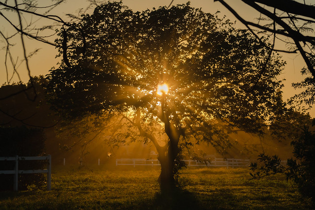 Golden Hour Tree Silhouette
