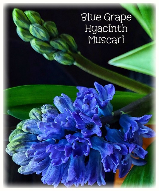 BLUE GRAPE HYACINCH MUSCARI
