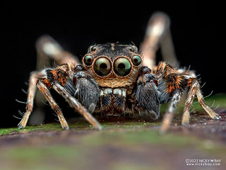 Jumping spider (Neobrettus sp.) - PC212849