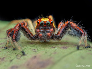 Jumping spider (Telamonia sp.) - PC212763
