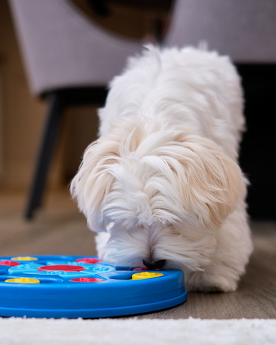 Yoshi Maltese Dog Puzzle Toy