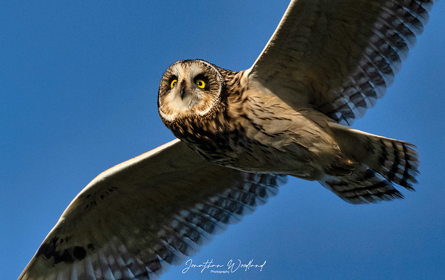 Short eared owl circles above , Norfolk