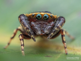 Jumping spider (Rhene setipes) - PC212807
