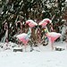 Kissing Christmas flamingos in January snow