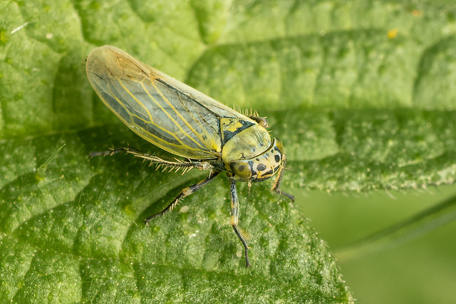 Typical Leafhoppers (Genus Macrosteles)