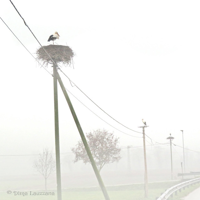 IMG_9690 storks in the fog