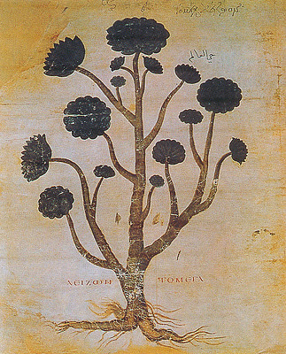 La più antica immagine di una pianta canaria: Aeonium canariense del Dioscoride di Vienna
