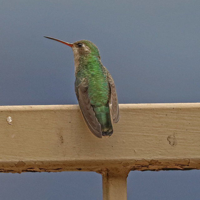 Hummingbird - Broad-billed Female on Fence