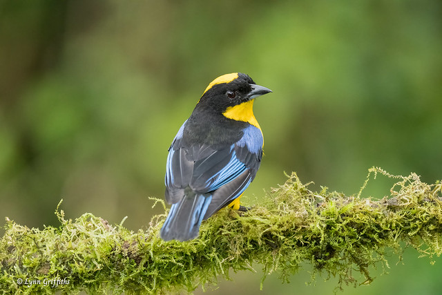 Blue-winged Mountain Tanager 505_0744.jpg