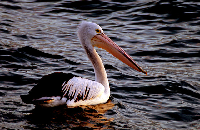 The Australian pelican.