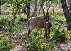 Hippotragus equinus - Antilope rouanne ou Antilope cheval - Roan antelope - 26/03/14