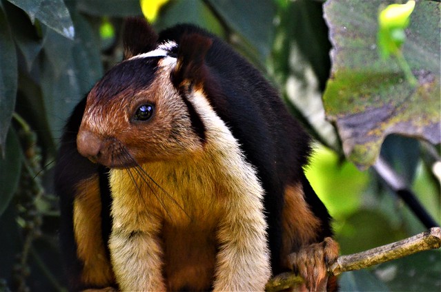 Indian Giant Squirrel_Ratufa indica_Shekru_9576 C