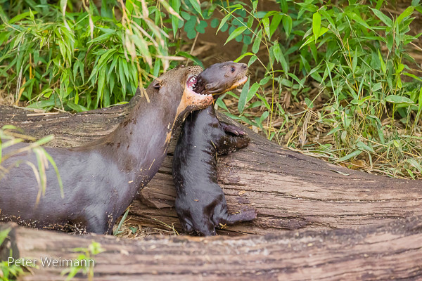 Giant otter - Pteronura brasiliensis