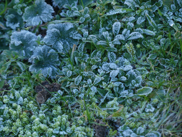 Still frosty this afternoon.