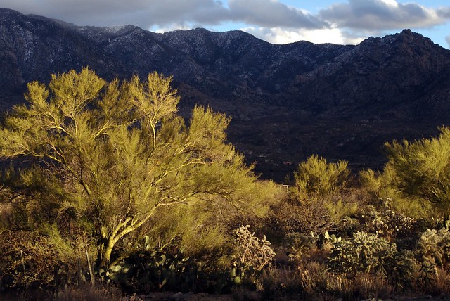 Palo verde trees and cacti catch the last of the daylight as the Santa Catalina Mountains beyond succumb to the oncoming darkness.