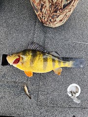  Photo of yellow perch that has been caught
