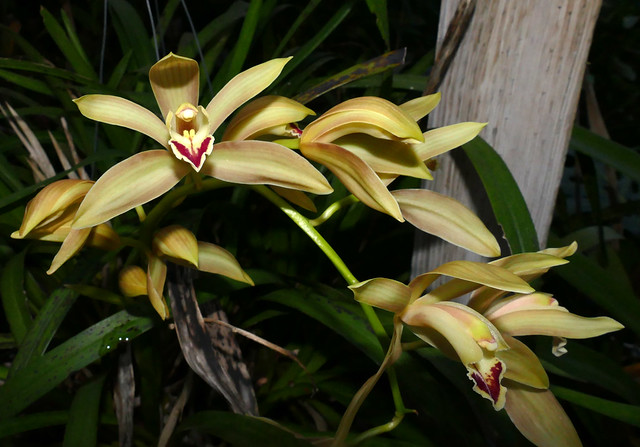 Cymbidium Lowio-mastersii primary hybrid orchid