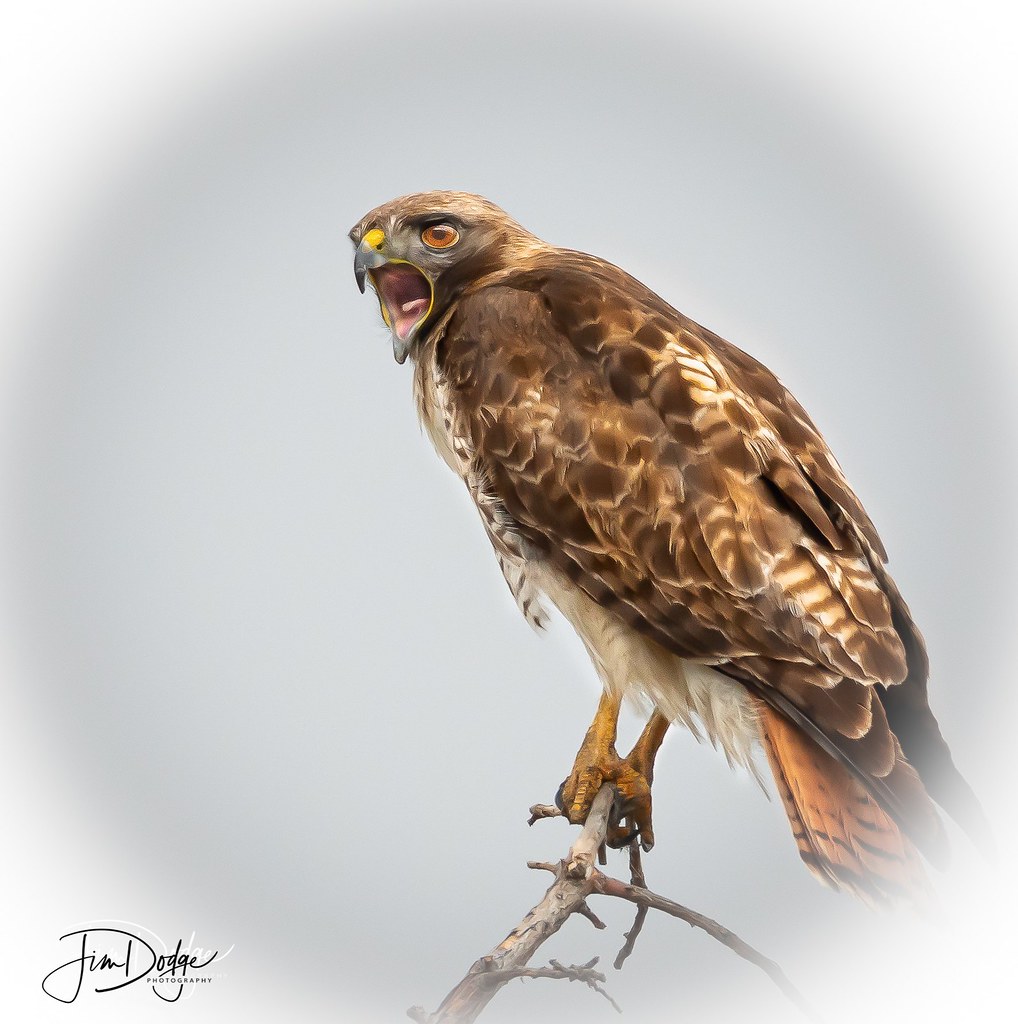 Unhappy Red-Tail Hawk