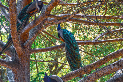 Peacocks In The Tree DSC_0144