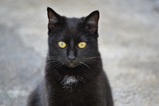 Beautiful black kitten ☘