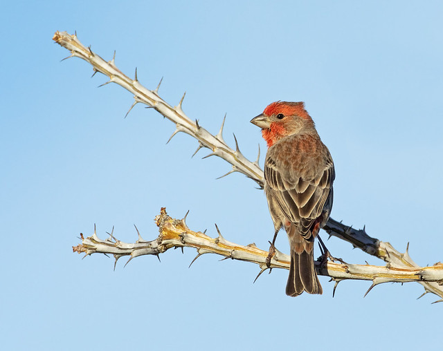 House Finch: male on ocotillo