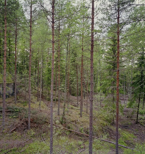 Waldstück bei Husgölen. Aufnahme auf Colornegativ Film Kodak Ektar25. Zusammengesetzt aus 2 Bildern.