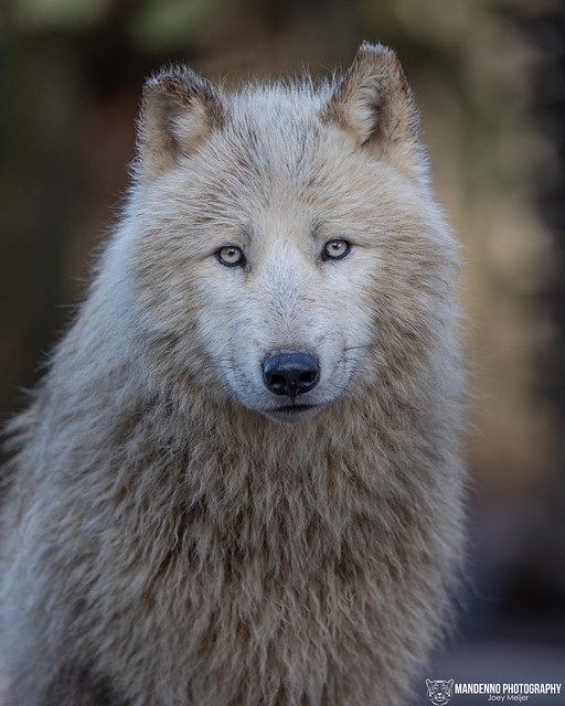 Arctic Wolf - Zoo Amneville