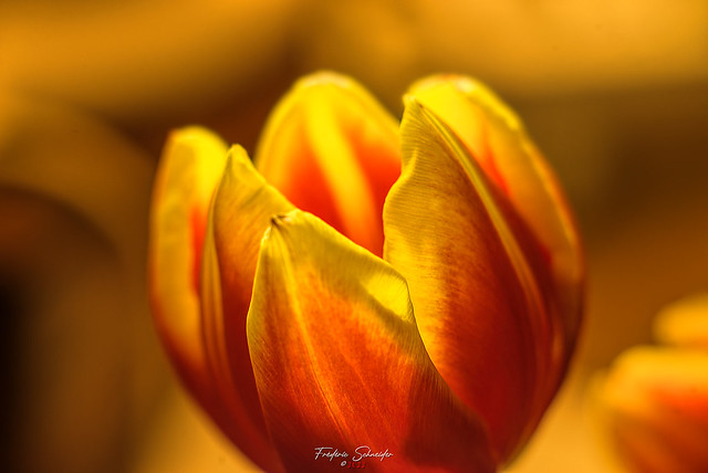 Big Tulip