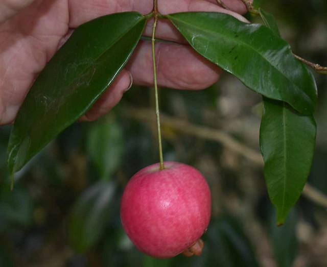 Syzygium boonjee, Noosa Botanic Garden, Cooroy, QLD, 12/10/22