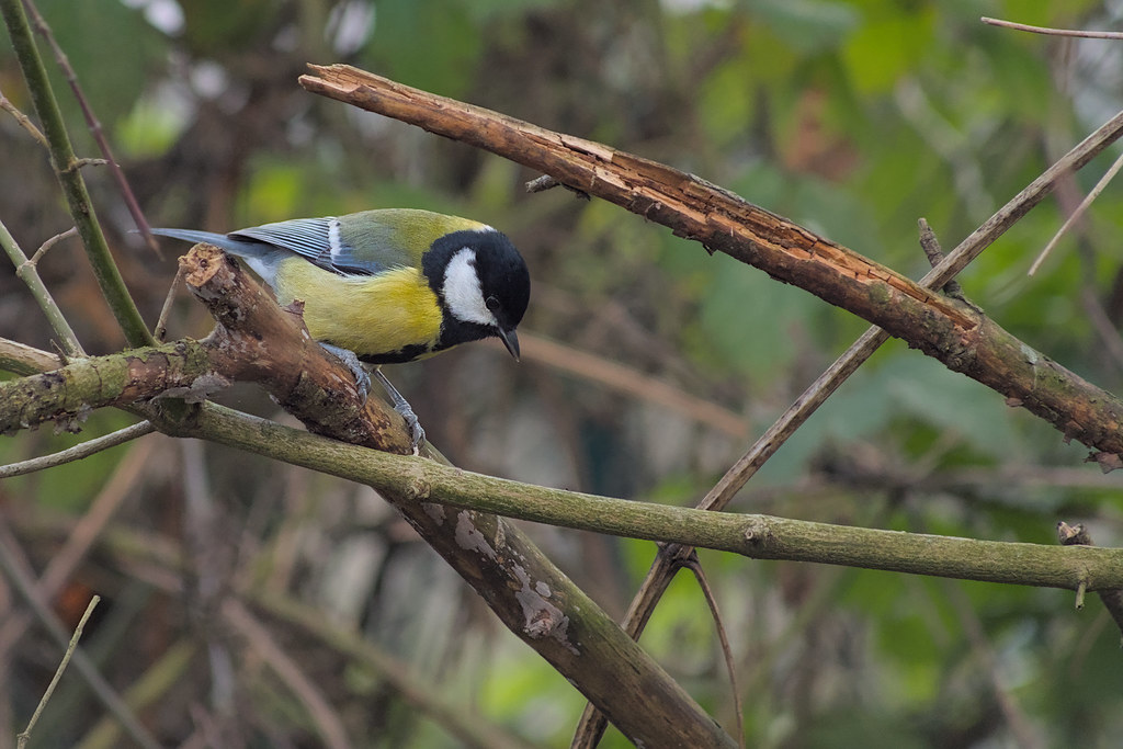 Great tit and the crocobranch
