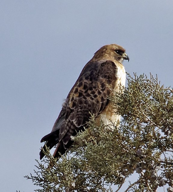 Red-tailed Hawk [RTHa]