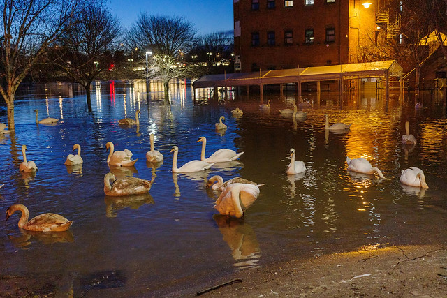 Swans on the flooded River Severn