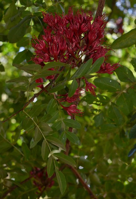 Schotia brachypetala, Bundaberg Botanic Garden, QLD, 13/10/22