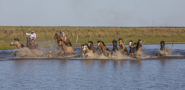 caballos  y gaucho cruzando una laguna