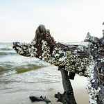 Belle Isle State Park in Lancaster County, Virginia Barnacles litter driftwood on the shore of the Rappahannock River at Belle Isle State Park in Lancaster County, Va., on June 16, 2018. (Photo By Kaitlyn Dolan/Chesapeake Bay Program)
USAGE REQUEST INFORMATION
The Chesapeake Bay Program&#039;s photographic archive is available for media and non-commercial use at no charge.

To request permission, send an email briefly describing the proposed use to requests@chesapeakebay.net. Please do not attach jpegs. Instead, reference the corresponding Flickr URL of the image.

A photo credit mentioning the Chesapeake Bay Program is mandatory. The photograph may not be manipulated in any way or used in any way that suggests approval or endorsement of the Chesapeake Bay Program. Requestors should also respect the publicity rights of individuals photographed, and seek their consent if necessary.