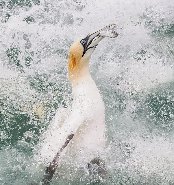 Gannet emerging with the prize