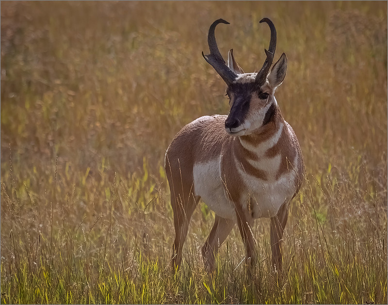 Proghorn Antelope by Ron Szymczak - Class A Digital -Award - Nov 2022