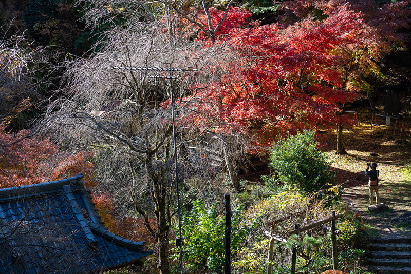 行道山浄因寺の紅葉