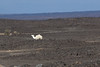 Bílý velbloud uprostřed lávového pole, foto: Petr Nejedlý