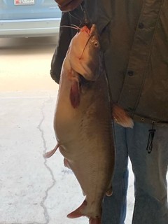  Photo of large channel catfish that was caught