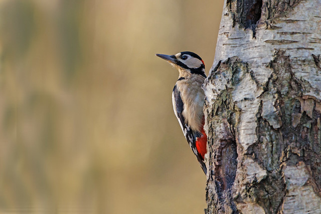 Great Spotted Woodpecker  Lincolnshire England January 2023