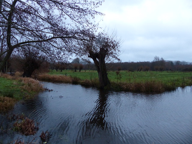 The Common Meadows Brook
