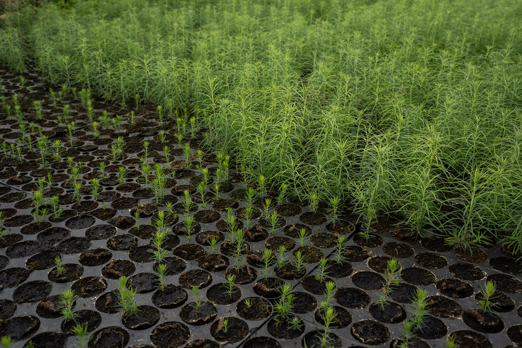 實驗農場的育苗溫室內，地上擺了上百顆的落葉松幼苗，樹苗即將種到格陵蘭土地上。記者陳靖宜／攝影